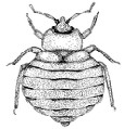 Bed Bugs Limited 373744 Image 0